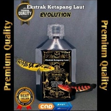 

Ketapang Laut Pekat Evolution Good Quality