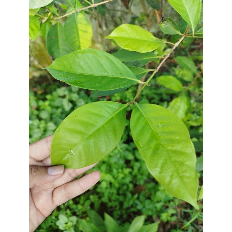 Daun Salam (Per Daun)