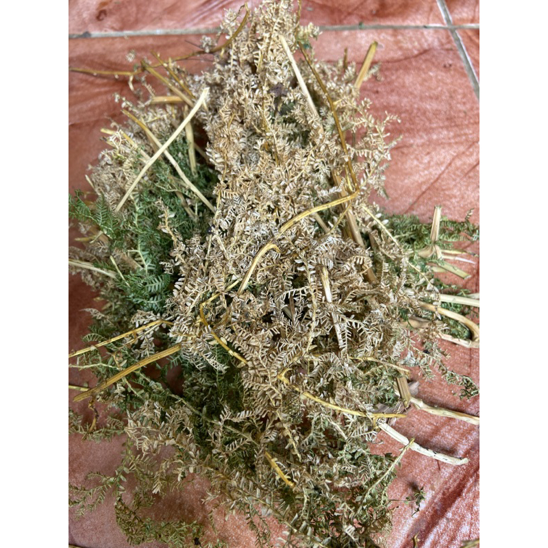 

Daun cakar ayam kering daun ceker ayam kering 250 gram-az