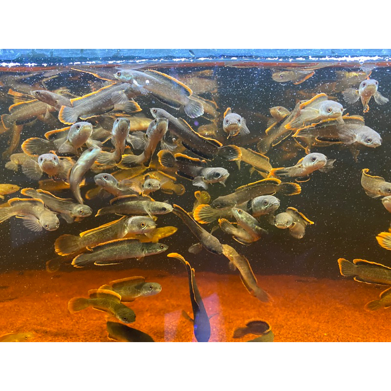 limbata lawu uk 5cm  per 10 ekor