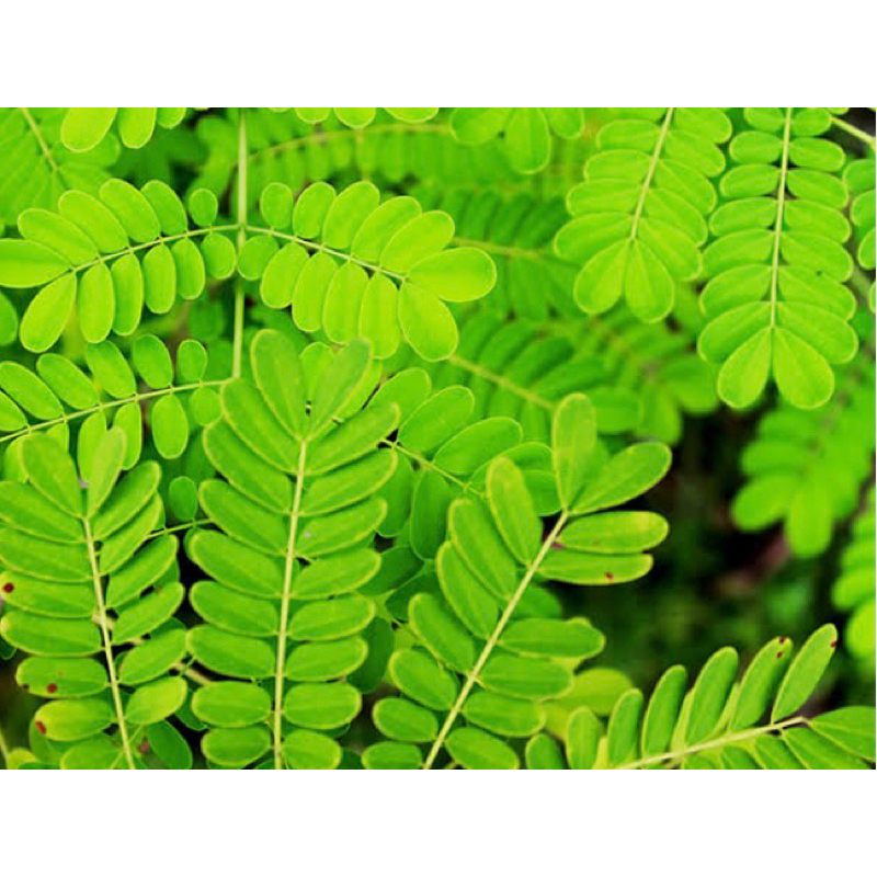 

Daun saga segar petik langsung fresh-az