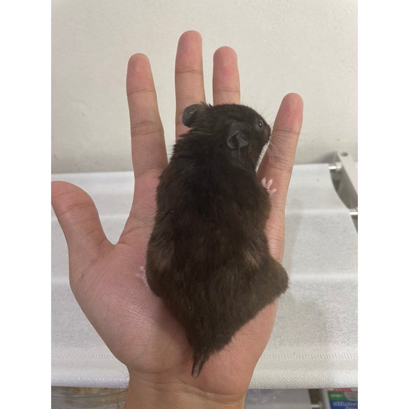 HAMSTER RARE TERBATAS Hamster Syrian Jantan Blackbear Tuxedo Siap Kawin