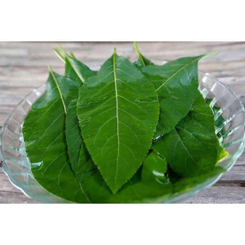 

daun afrika,/pengobatan tradisional,perhelai/stek bisa