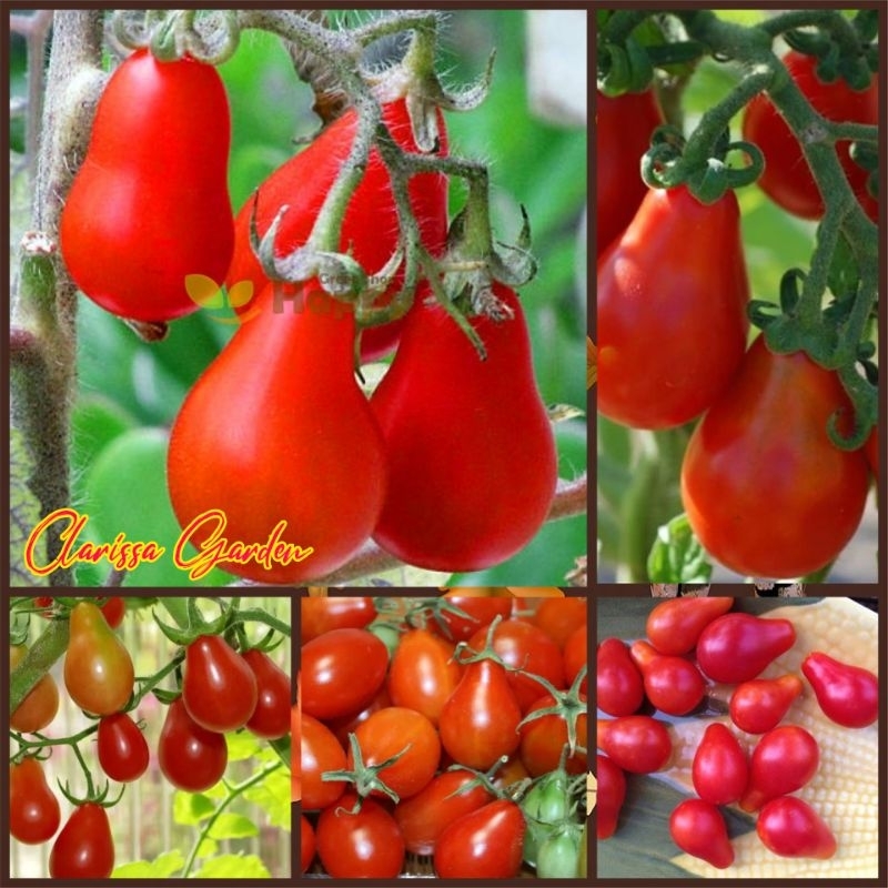 10 BUTIR BIJI/BENIH TOMAT REDPEAR
