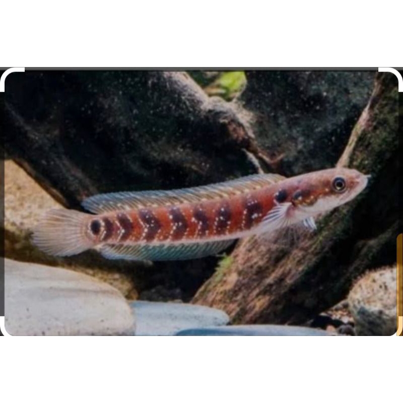 

ikan cana asiatika redspot14cm
