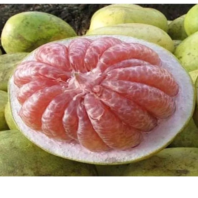 

BUAH JERUK BALI per pcs