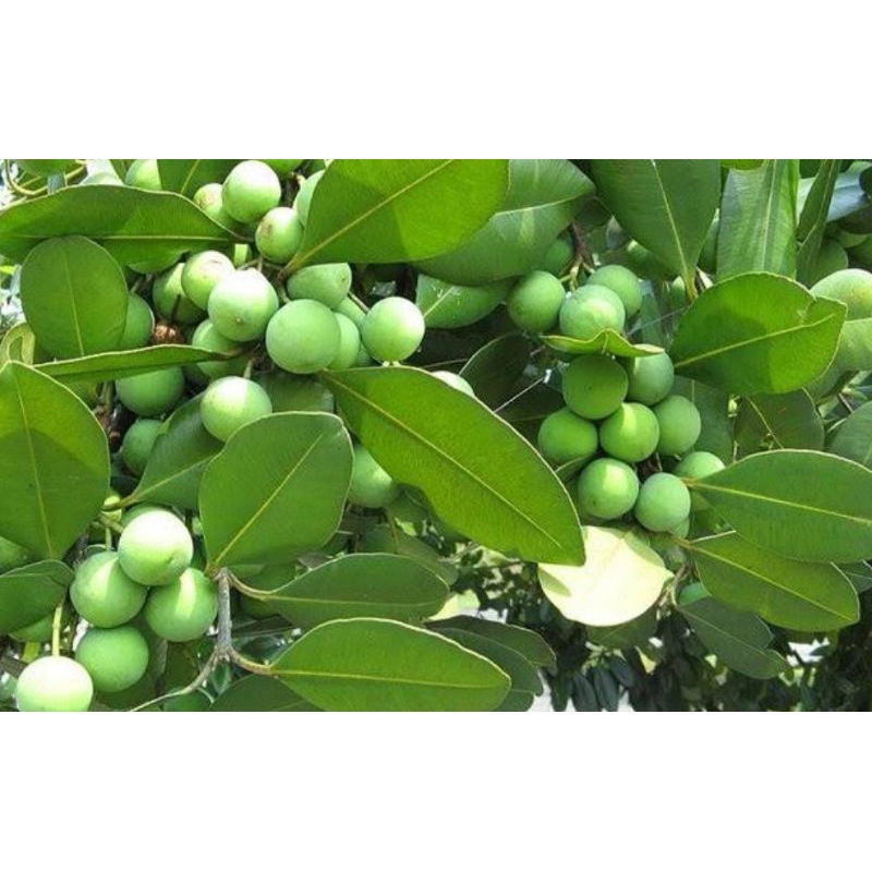 

Buah nyamplung organik berat 100g buah langka