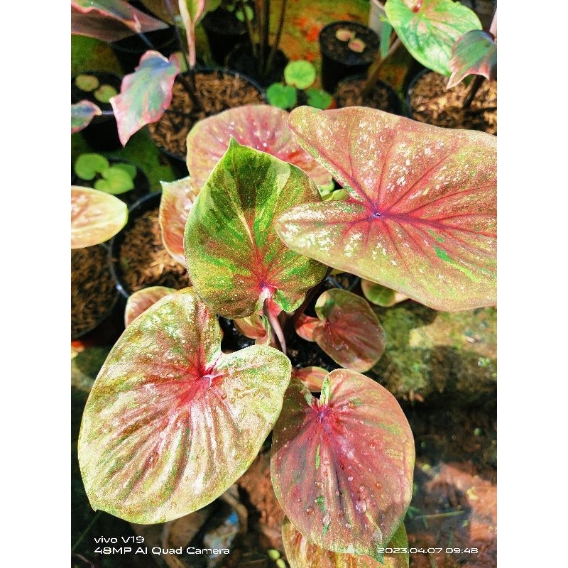 KELADI DAUN GANDA ( CALADIUM HYBRID )