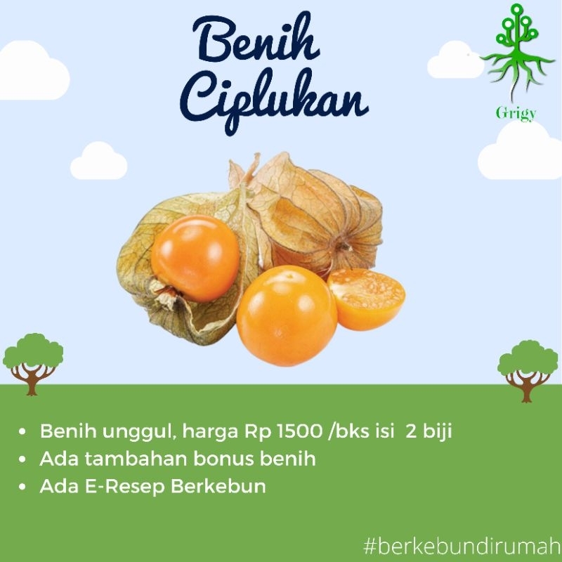 BIJI CIPLUKAN / BENIH CIPLUKAN / BIBIT CIPLUKAN