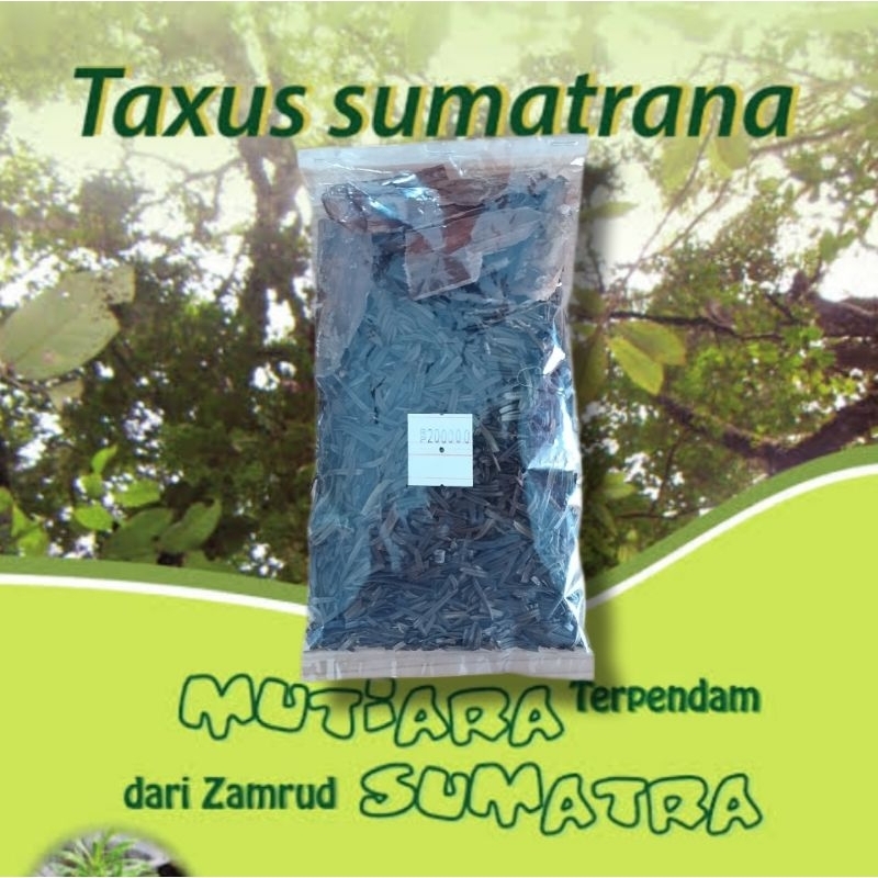 TAXUS SUMATRANA | Daun dan kulit kering original