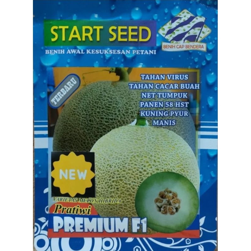 Benih melon generasi TERBARU PRATIWI PREMIUM F1 siap panen 58 HST