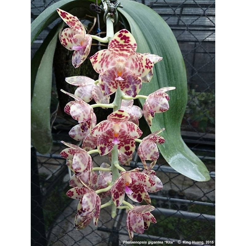 Phalaenopsis Gigantea ( King Rita )