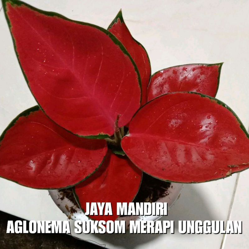 AGLONEMA SUKSOM MERAPI SUPER