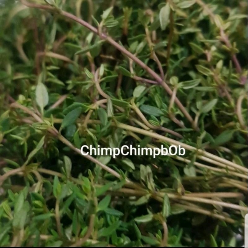 DAUN THYME SEGAR / FRESH THYME HERB