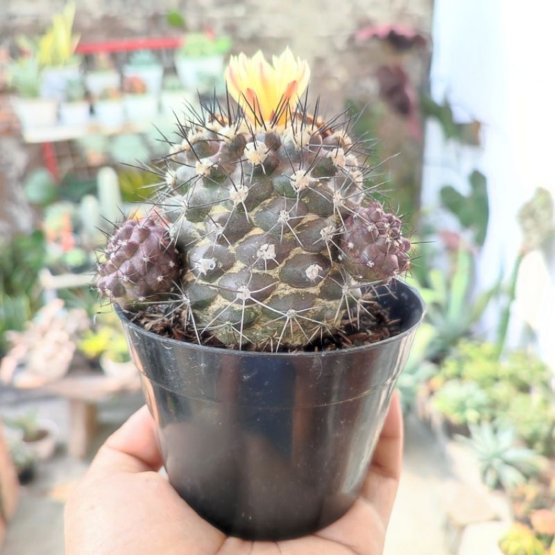 Copiapoa Paposoensis | DP 10cm | Kaktus