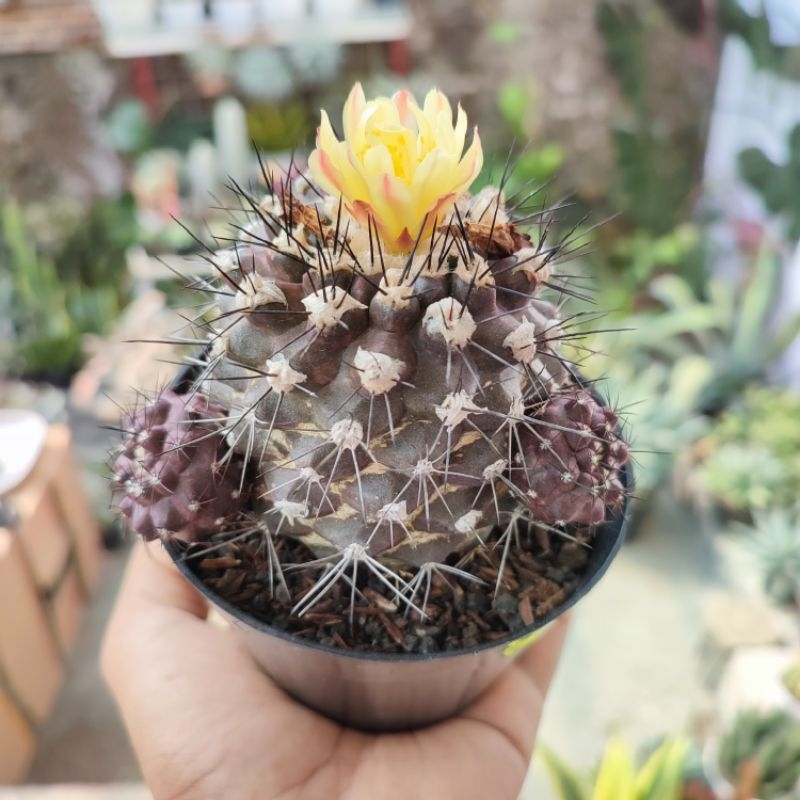 Copiapoa Paposoensis | DP 10cm | Kaktus