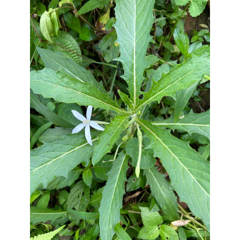 

Daun kitolod daun kitolo segar 1 kg petik langsung-az