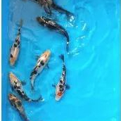 Bibit Ikan Hias Koi Shiro Kuro / Hitam Item Putih Ukuran Size 5-7 cm