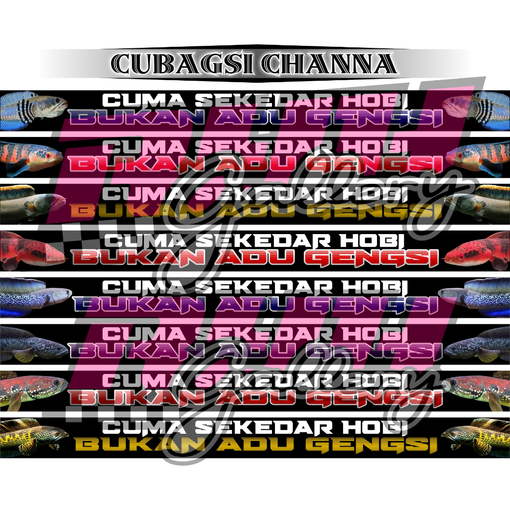 Stiker Aquarium Channa Auranti Pulchra Red barito Cuma Sekedar Hobi Bukan Adu Gensi Channa All Serie