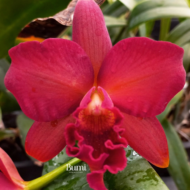 Anggrek Mini Doris CATTLEYA TAIWAN remaja / dewasa (sudah berbunga berkali-kali) - BUMI ORCHIDS | ta