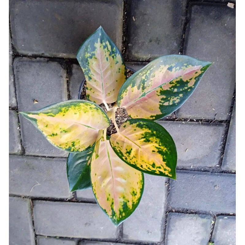 Aglonema Sultan Brunei anakan - Tanamanhias aglonema sultan brunei