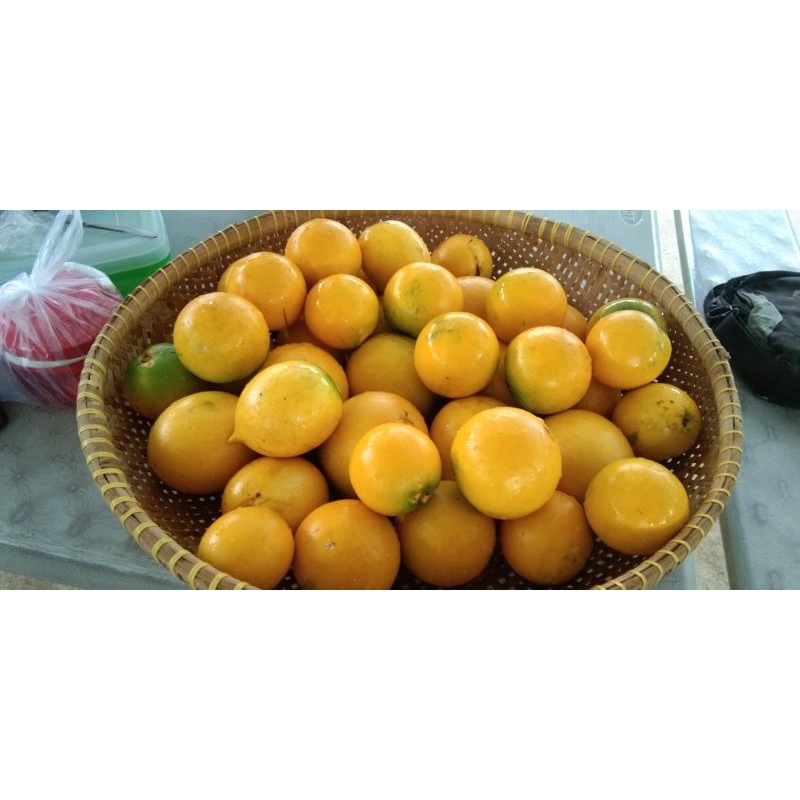 sawo abiu jumbo (okulasi/ sambung)