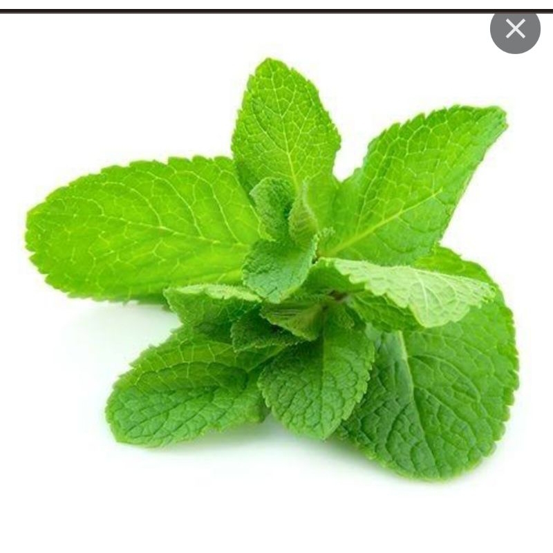 

DAUN MINT per 100gr