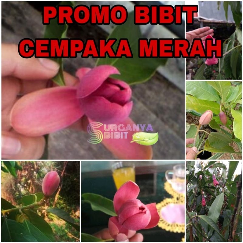 PROMO BIBIT BUNGA CEMPAKA MERAH