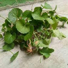 

Daun pegagan,antanan segar(250gram) TERBAIK SEGAR