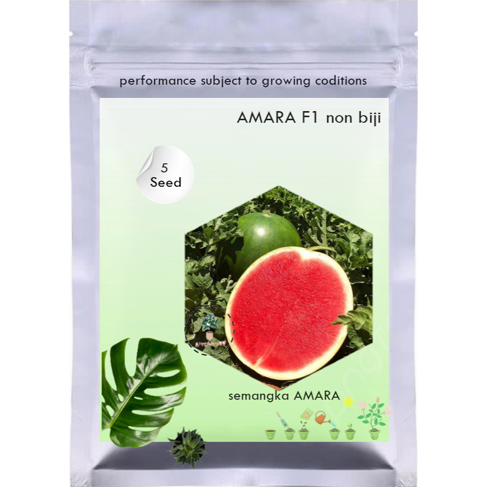 5 biji - Benih semangka AMARA F1 non biji