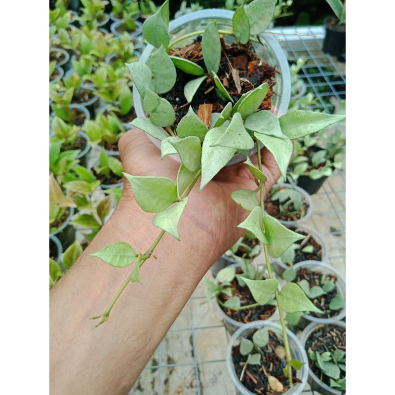 hoya lacunosa silver mint