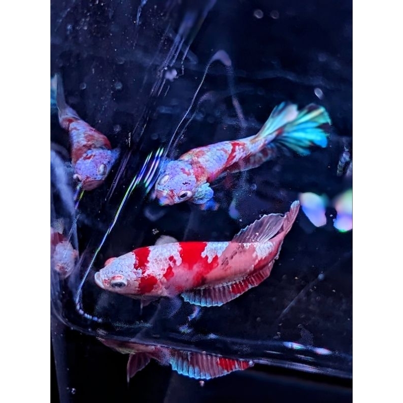 pair cupang candy gold