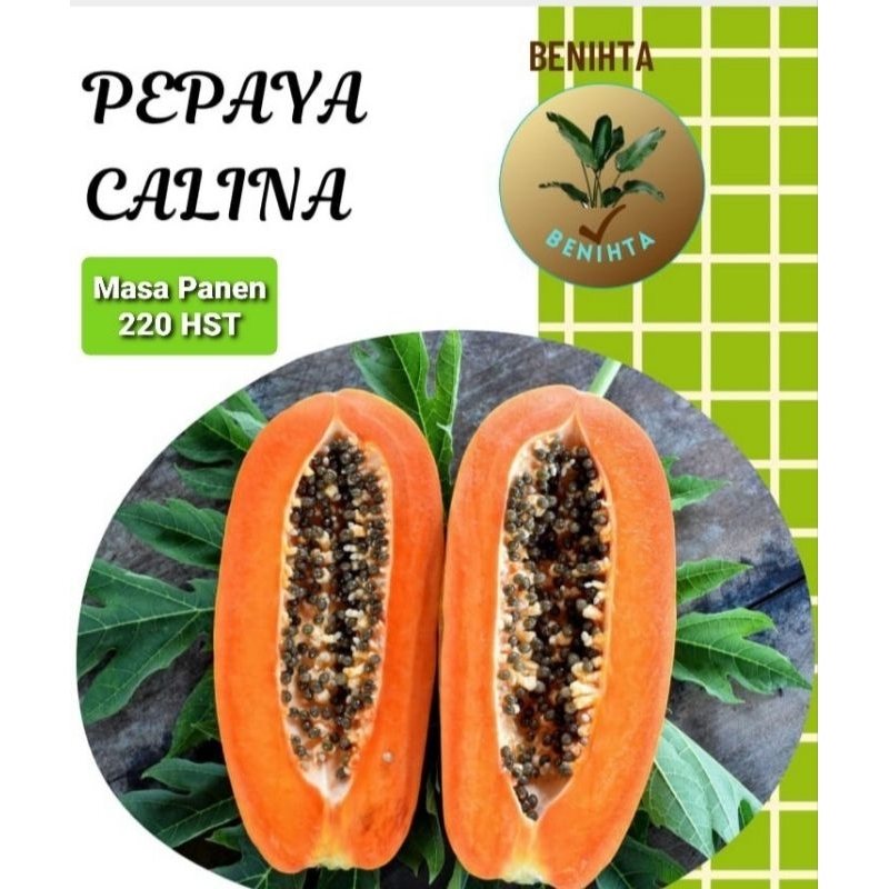 

Pepaya Calina / 10 benih
