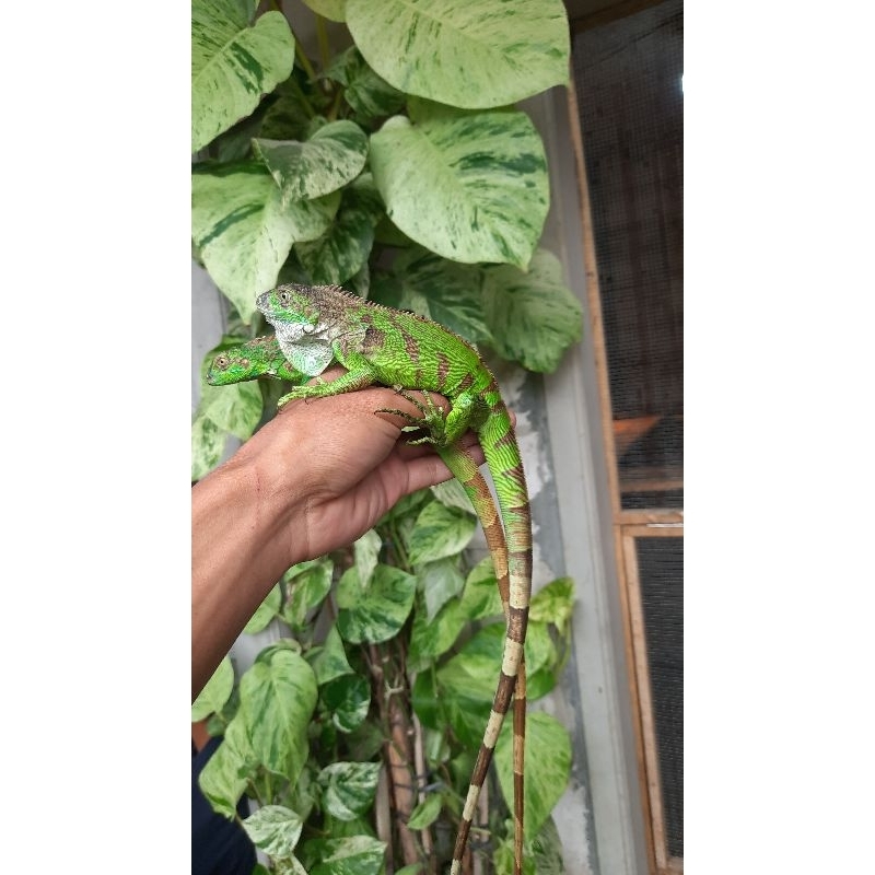mainan iguana green juve