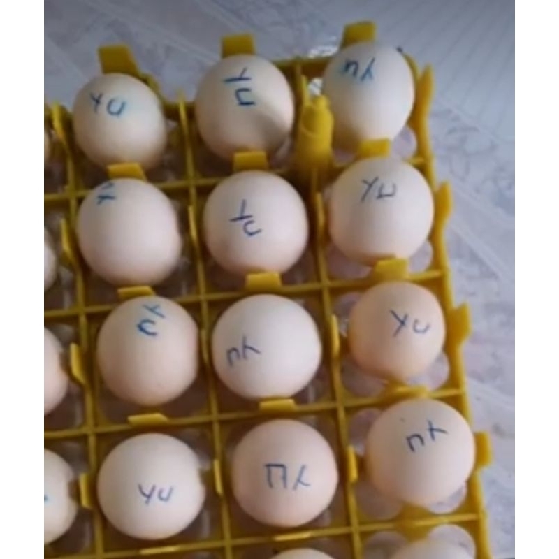 Telur tetas fertil Ayam kampung yudistira AKY untuk di tetaskan Fertil