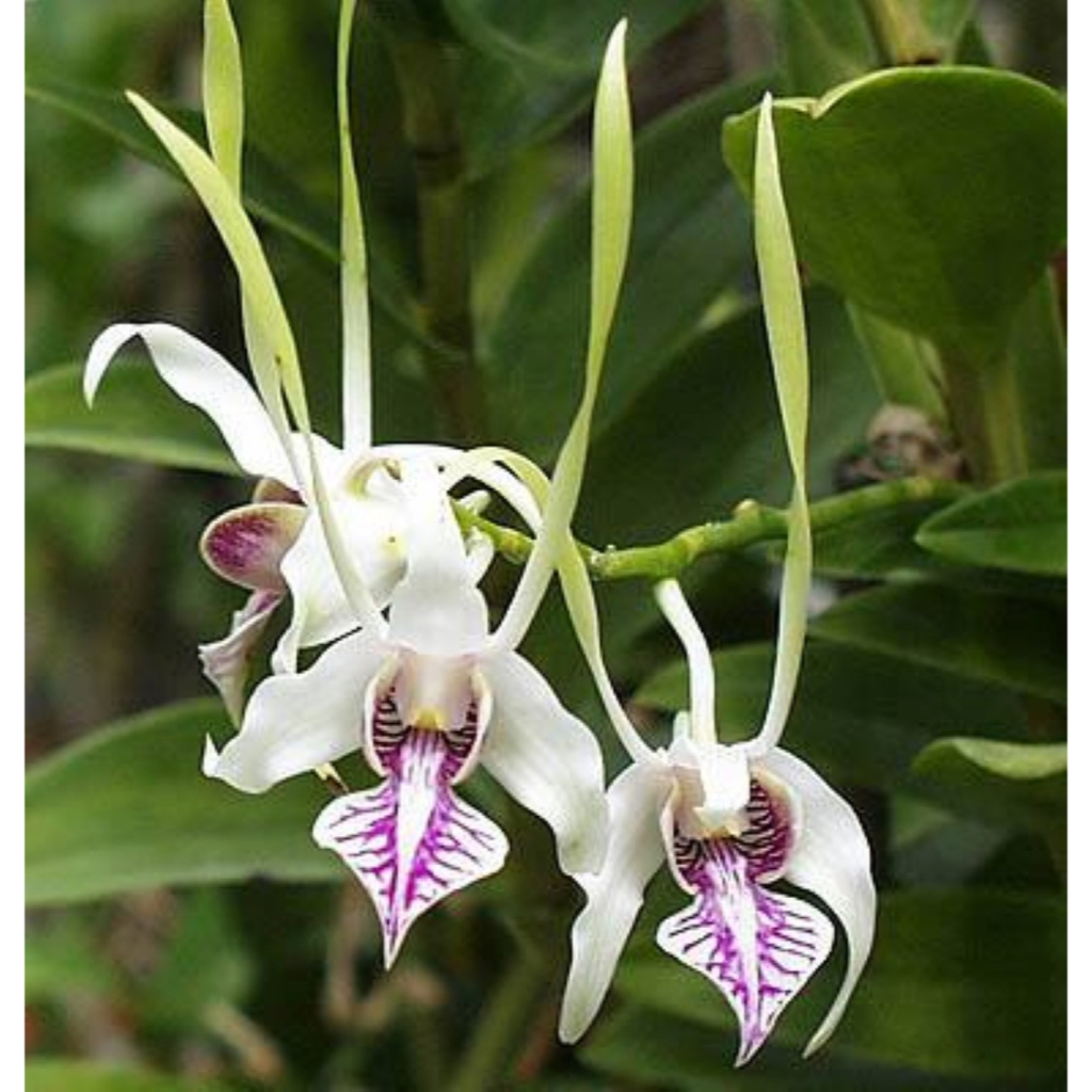 [ REMAJA ] Dendrobium stratiotes