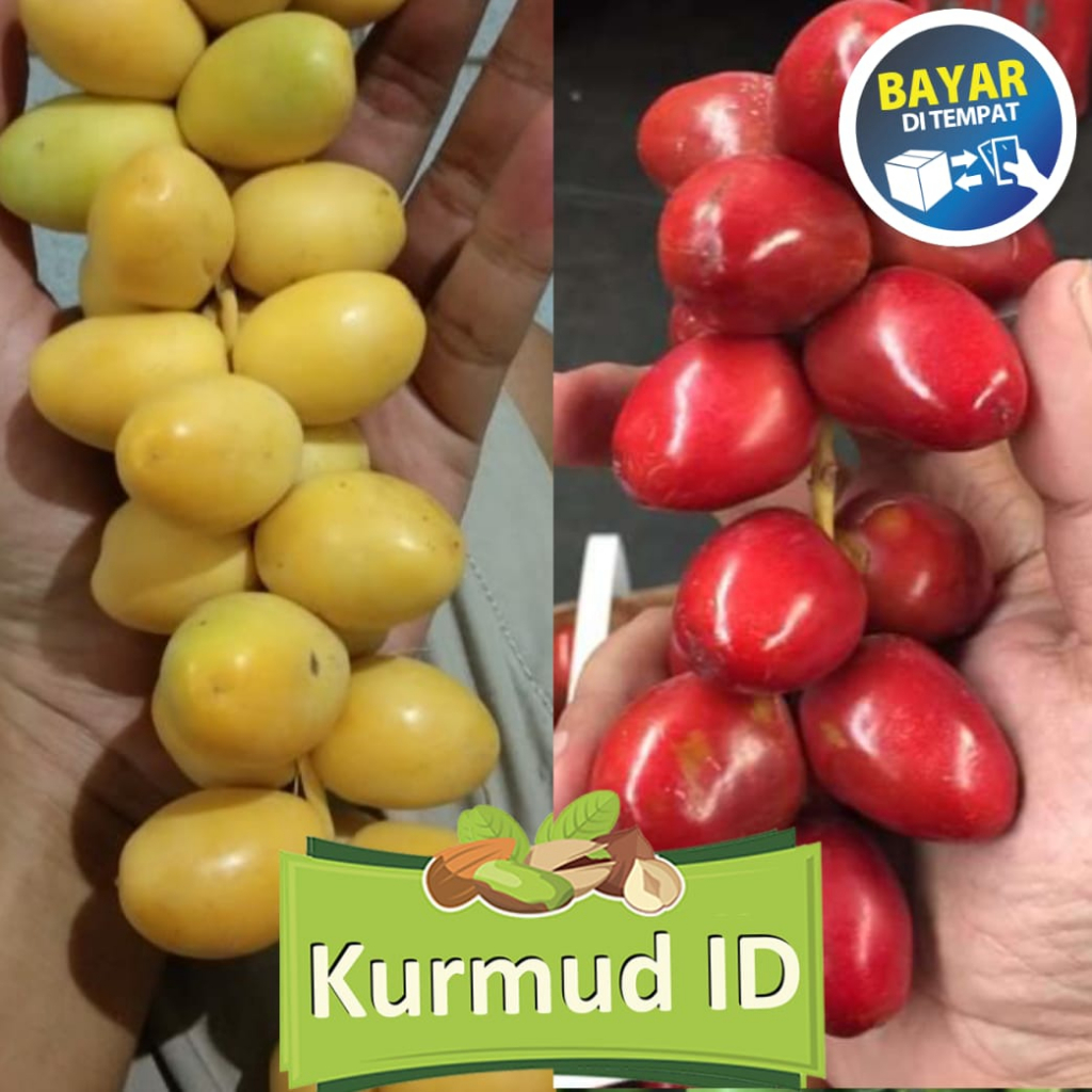 

Kurma Muda Merah Kuning promil Segar untuk Bukan Frozen 100gr Siwi