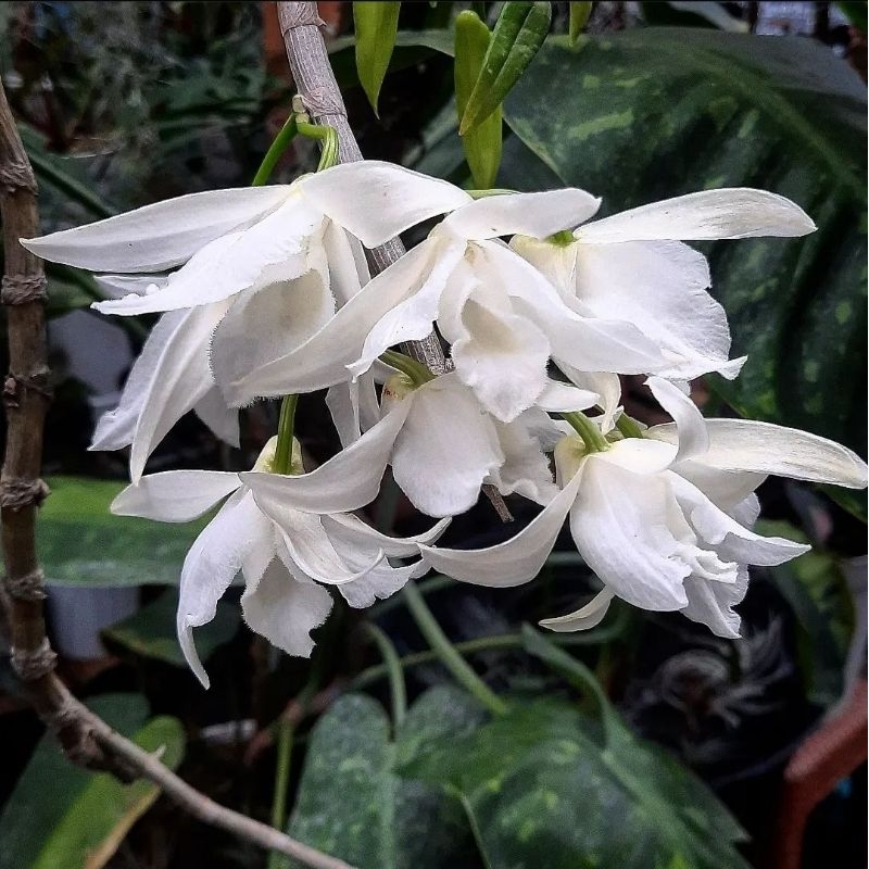 Anggrek Dendrobium anosmum alba