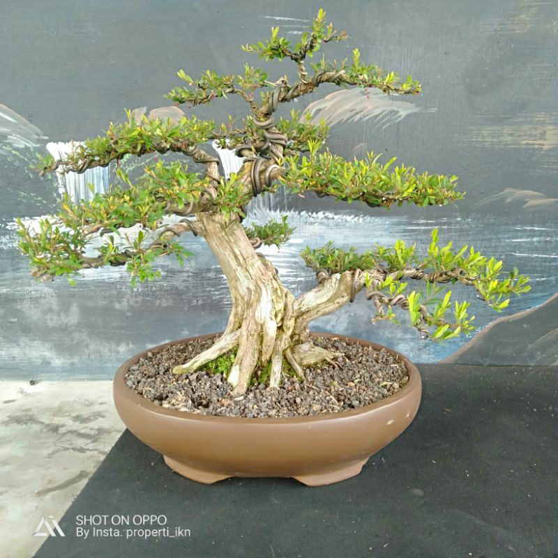 Bonsai Cendrawasih real sesuai foto siap pajang