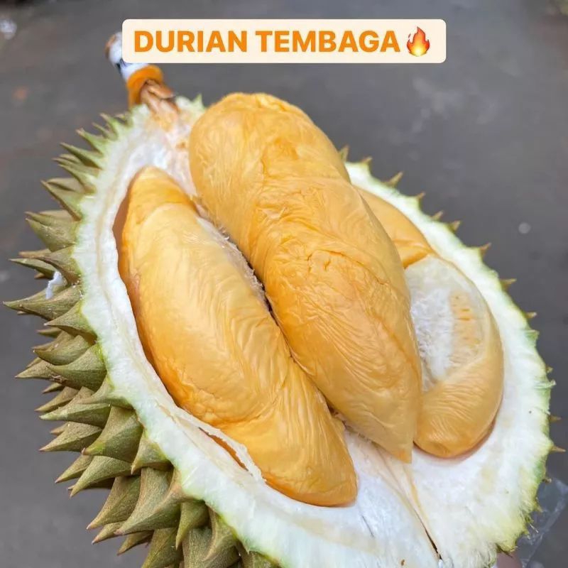 bibit durian tembaga emas  super