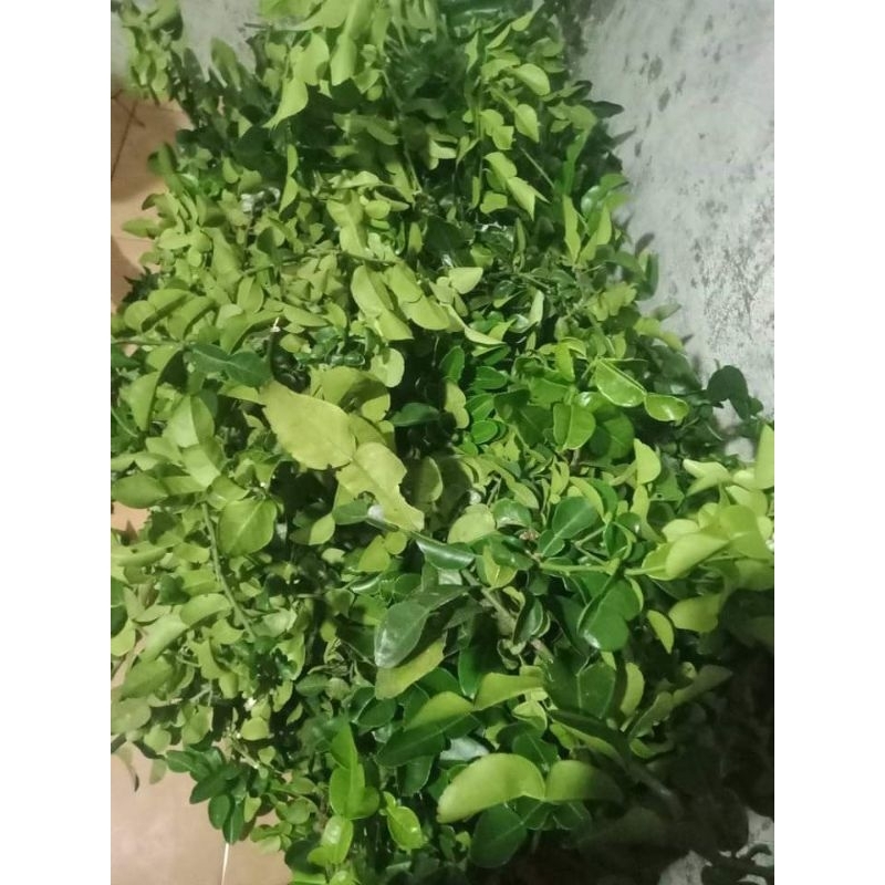 

Daun jeruk purut