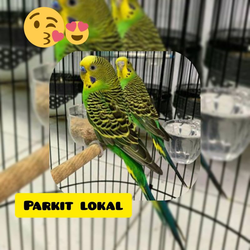 Burung Parkit Lokal