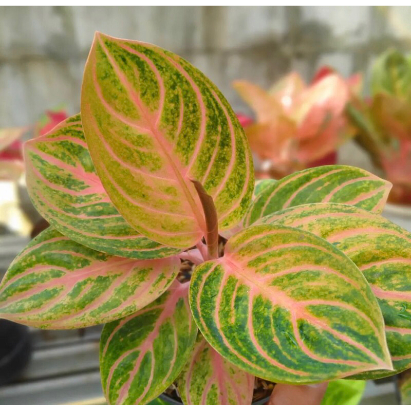 Aglonema Rinjani Baby - tanaman hias agloneama rinjani