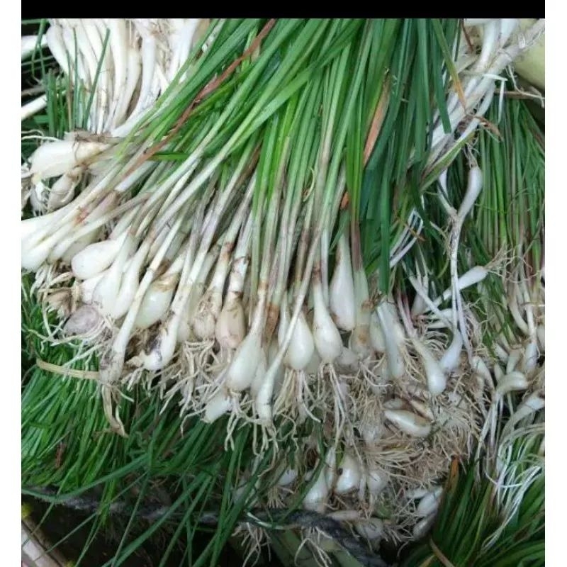 

sayur kuncay segar per ikat