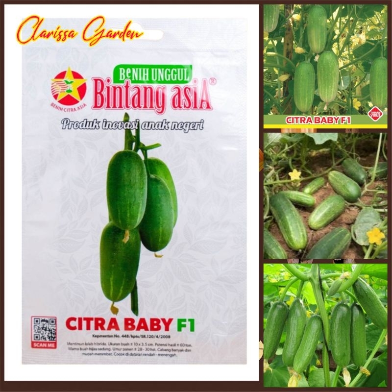 BENIH BINTANG ASIA MENTIMUN CITRA BABY F1
