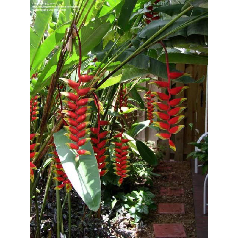Heliconia rostrata, pisang pisangan cakar lobster