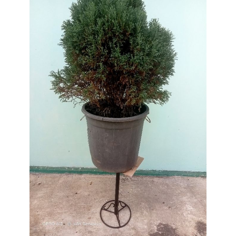 Trimer Bonsai/ Meja Bonsai