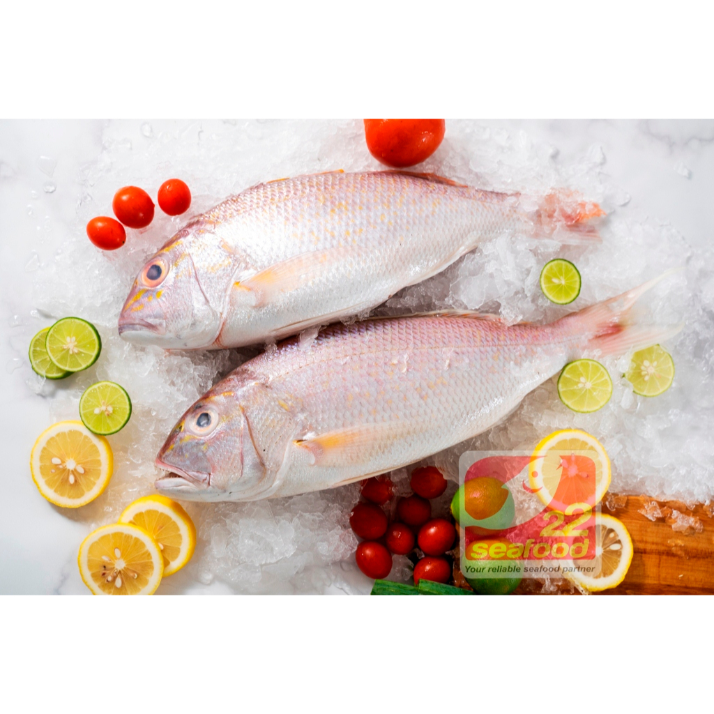 

Ikan Kurisi WGGS 1 kg / Ikan Angkoli / Export quality / Seafood 22