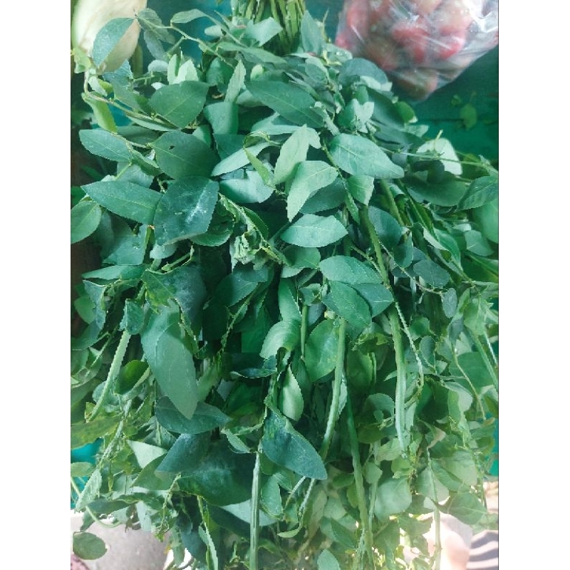 

Promo Sayur katuk segar