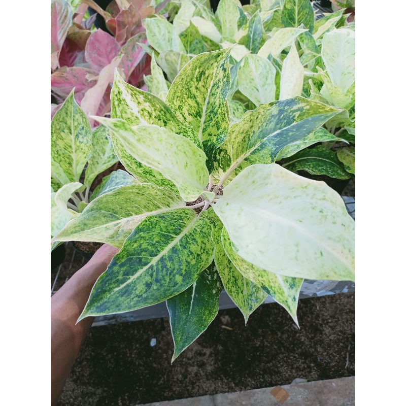 striptis white sais jumbo